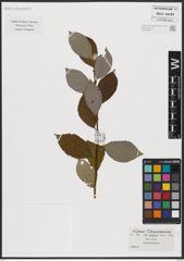 Foto von Salix caprea L.